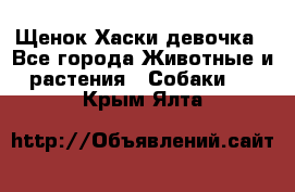 Щенок Хаски девочка - Все города Животные и растения » Собаки   . Крым,Ялта